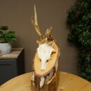 Abnormal roe deer antlers, roe deer buck, antlers, buck, horns, birch, sign 607.158