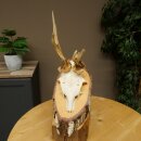 Abnormal roe deer antlers, roe deer buck, antlers, buck, horns, birch, sign 607.158