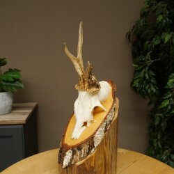 Abnormal roe deer antlers, roe deer buck, antlers, buck, horns, birch, sign 607.158
