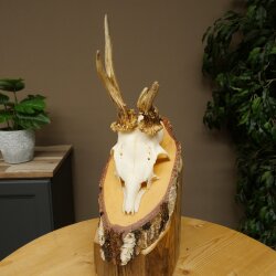 Abnormal roe deer antlers, roe deer buck, antlers, buck, horns, birch, sign 607.158