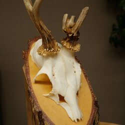 Abnormal roe deer antlers, roe deer buck, antlers, buck, horns, birch, sign 607.158