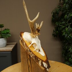 Abnormal roe deer antlers, roe deer buck, antlers, buck, horns, birch, sign 607.158