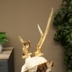 Abnormal roe deer antlers, roe deer buck, antlers, buck, horns, birch, sign 607.158
