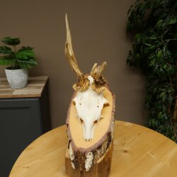 Abnormal roe deer antlers, roe deer buck, antlers, buck, horns, birch, sign 607.158