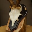 Rehgeweih Rehbock Gewicht 310g Reh Geweih Bock Gehörn Trophäenschild 607.159