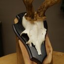 Rehgeweih Rehbock Gewicht 310g Reh Geweih Bock Gehörn Trophäenschild 607.159