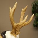 Rehgeweih Rehbock Gewicht 310g Reh Geweih Bock Gehörn Trophäenschild 607.159