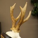 Rehgeweih Rehbock Gewicht 310g Reh Geweih Bock Gehörn Trophäenschild 607.159