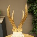Rehgeweih Rehbock Gewicht 310g Reh Geweih Bock Gehörn Trophäenschild 607.159