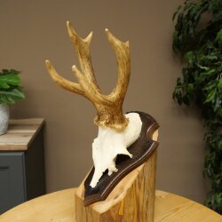 Rehgeweih Rehbock Gewicht 310g Reh Geweih Bock Gehörn Trophäenschild 607.159