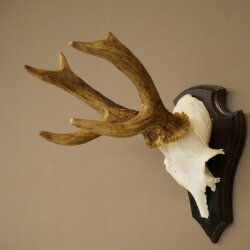 Rehgeweih Rehbock Gewicht 310g Reh Geweih Bock Gehörn Trophäenschild 607.159