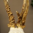 Rehgeweih abnormer Rehbock Reh Geweih Bock Gehörn Birke Schild 607.160