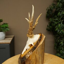 Rehgeweih abnormer Rehbock Reh Geweih Bock Gehörn Birke Schild 607.160