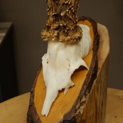 Rehgeweih abnormer Rehbock Reh Geweih Bock Gehörn Birke Schild 607.160