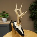 Rehgeweih Rehbock Gewicht 300g Reh Geweih Bock Gehörn Trophäenschild 607.161