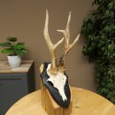 Rehgeweih Rehbock Gewicht 300g Reh Geweih Bock Gehörn Trophäenschild 607.161