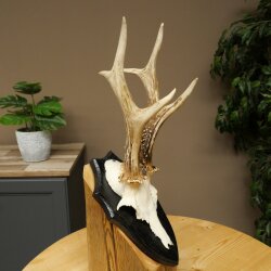 Rehgeweih Rehbock Gewicht 300g Reh Geweih Bock Gehörn Trophäenschild 607.161