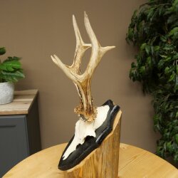 Rehgeweih Rehbock Gewicht 300g Reh Geweih Bock Gehörn Trophäenschild 607.161
