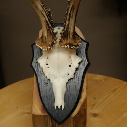 Rehgeweih Rehbock Gewicht 300g Reh Geweih Bock Gehörn Trophäenschild 607.161