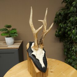 Rehgeweih Rehbock Gewicht 300g Reh Geweih Bock Gehörn Trophäenschild 607.161