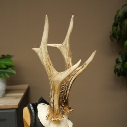 Rehgeweih Rehbock Gewicht 300g Reh Geweih Bock Gehörn Trophäenschild 607.161