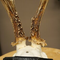 Rehgeweih Rehbock Gewicht 300g Reh Geweih Bock Gehörn Trophäenschild 607.161
