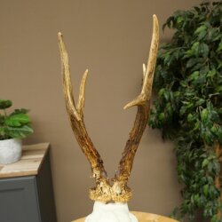 Rehgeweih Rehbock Gewicht 280g Reh Geweih Bock Gehörn geschnitztem Trophäenschild 607.163
