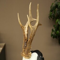 Rehgeweih Rehbock Gewicht 280g Reh Geweih Bock Gehörn geschnitztem Trophäenschild 607.163