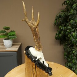 Rehgeweih Rehbock Gewicht 280g Reh Geweih Bock Gehörn geschnitztem Trophäenschild 607.163