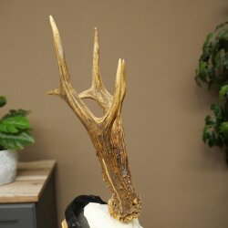Rehgeweih Rehbock Gewicht 280g Reh Geweih Bock Gehörn geschnitztem Trophäenschild 607.163