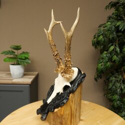 Rehgeweih Rehbock Gewicht 280g Reh Geweih Bock Gehörn geschnitztem Trophäenschild 607.164