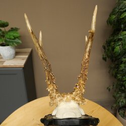 Rehgeweih Rehbock Gewicht 280g Reh Geweih Bock Gehörn geschnitztem Trophäenschild 607.164