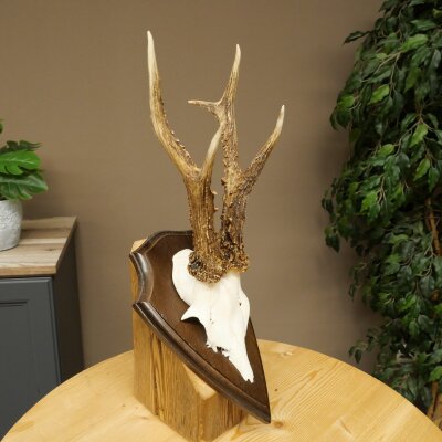 Rehgeweih Rehbock Gewicht 320g Reh Geweih Bock Gehörn Trophäenschild 607.165