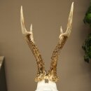 Rehgeweih Rehbock Gewicht 320g Reh Geweih Bock Gehörn Trophäenschild 607.165