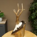 Rehgeweih Rehbock Gewicht 320g Reh Geweih Bock Gehörn Trophäenschild 607.165