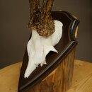 Rehgeweih Rehbock Gewicht 320g Reh Geweih Bock Gehörn Trophäenschild 607.165
