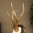 Rehgeweih Rehbock Gewicht 320g Reh Geweih Bock Gehörn Trophäenschild 607.165