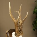Rehgeweih Rehbock Gewicht 320g Reh Geweih Bock Gehörn Trophäenschild 607.165