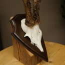 Rehgeweih Rehbock Gewicht 320g Reh Geweih Bock Gehörn Trophäenschild 607.165