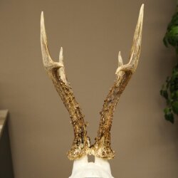 Rehgeweih Rehbock Gewicht 320g Reh Geweih Bock Gehörn Trophäenschild 607.165