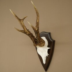 Rehgeweih Rehbock Gewicht 320g Reh Geweih Bock Gehörn Trophäenschild 607.165