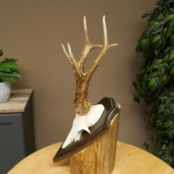 Rehgeweih Rehbock Gewicht 320g Reh Geweih Bock Gehörn Trophäenschild 607.165