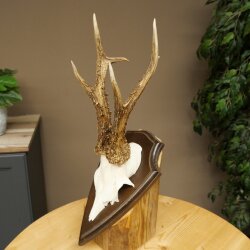 Rehgeweih Rehbock Gewicht 320g Reh Geweih Bock Gehörn Trophäenschild 607.165