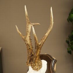Rehgeweih Rehbock Gewicht 320g Reh Geweih Bock Gehörn Trophäenschild 607.165