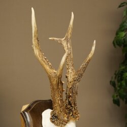 Rehgeweih Rehbock Gewicht 320g Reh Geweih Bock Gehörn Trophäenschild 607.165