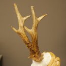 Rehgeweih Rehbock Gewicht 320g Reh Geweih Bock Gehörn geschnitztem Trophäenschild 607.166