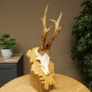 Rehgeweih Rehbock Gewicht 320g Reh Geweih Bock Gehörn geschnitztem Trophäenschild 607.166