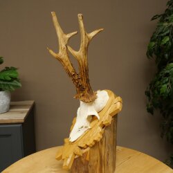 Rehgeweih Rehbock Gewicht 320g Reh Geweih Bock Gehörn geschnitztem Trophäenschild 607.166
