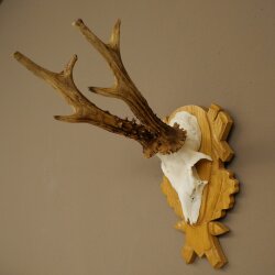 Rehgeweih Rehbock Gewicht 320g Reh Geweih Bock Gehörn geschnitztem Trophäenschild 607.166