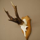 Rehgeweih Rehbock Gewicht 320g Reh Geweih Bock Gehörn Trophäenschild 607.167